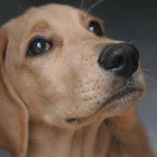 Companion Animal Behavior