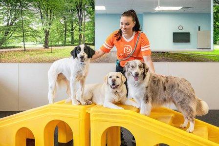 Dogtopia of Herndon