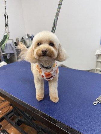 Woof Gang Bakery & Grooming Clifton