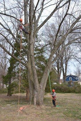 Northern Virginia Tree Experts, Inc