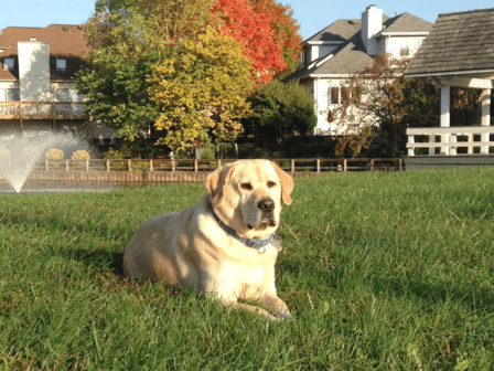 Mainstay Veterinary Practice