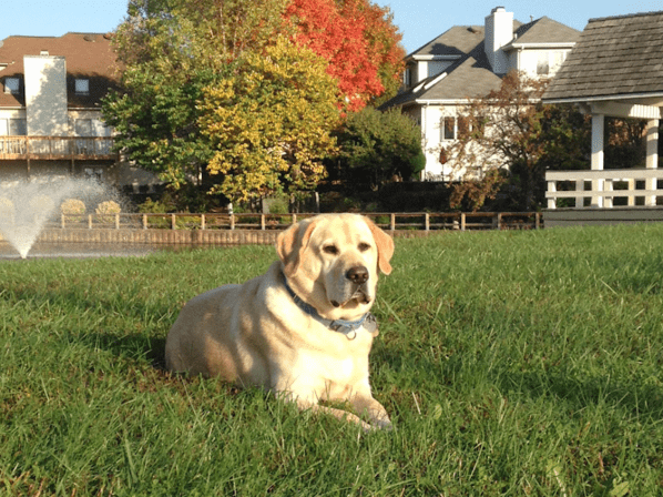 Mainstay Veterinary Practice