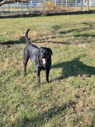 Furever K9, LLC