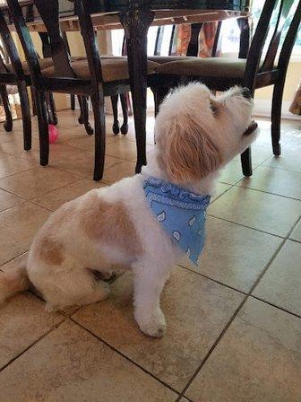 Pretty Paws Dog Grooming