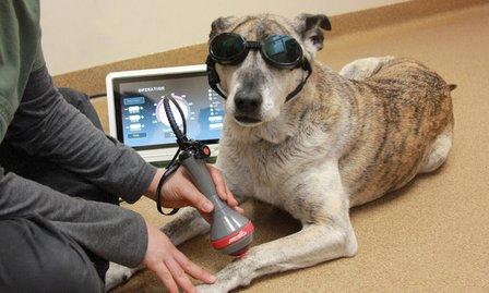 Cascades Pet Hospital