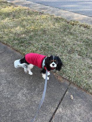Dog Day Afternoon
