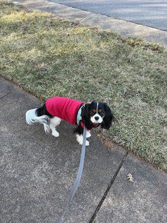 Dog Day Afternoon