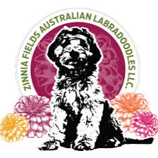 Zinnia Fields Australian Labradoodles LLC