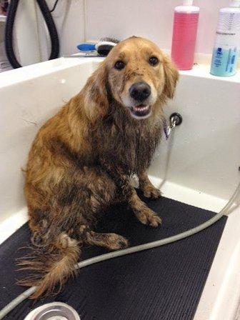 Bark 'N Bubbles