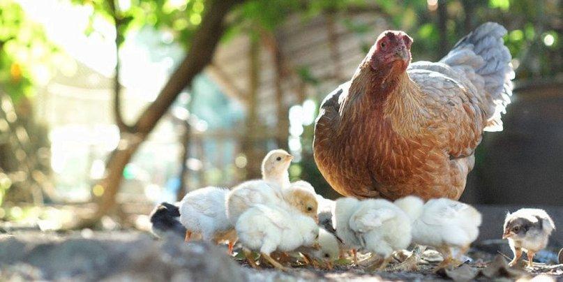 Chirp N' Cluck (Pickup Only)