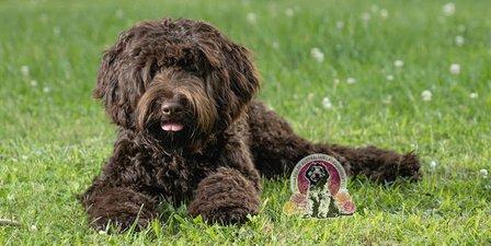 Zinnia Fields Australian Labradoodles LLC