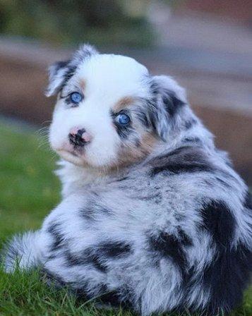 Australian Shepherd Breeders
