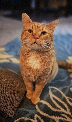 Pets Bring Joy