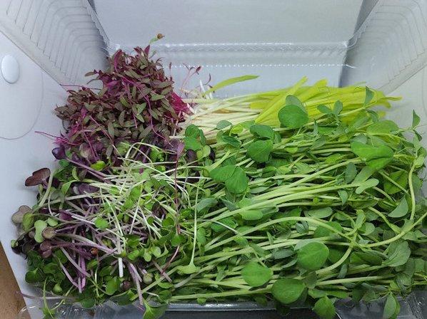 Living Green Aquaponics & Microgreens LLC