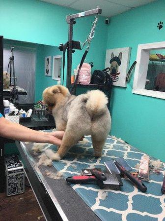 Coco Clips Dog Grooming