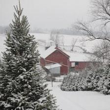Snickers Gap Christmas Tree Farm