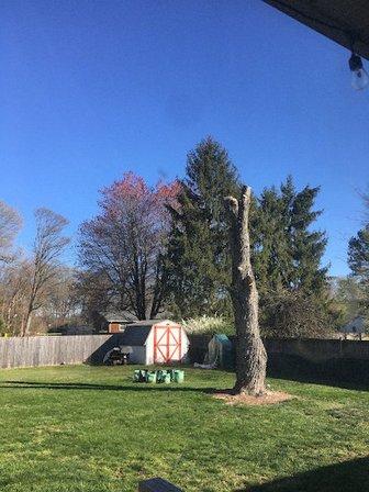 Cardinal Tree Service LLC