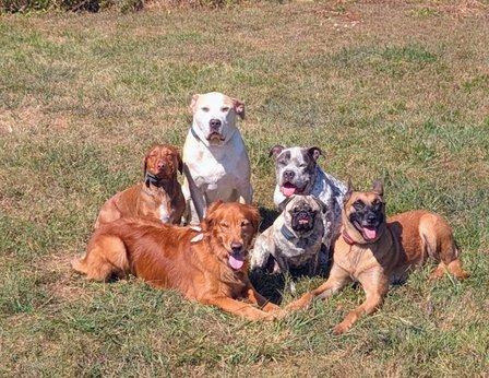 Bull Run K9