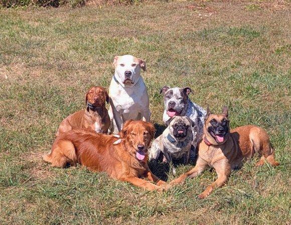 Bull Run K9