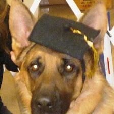 Pawsome Pups Dog Training