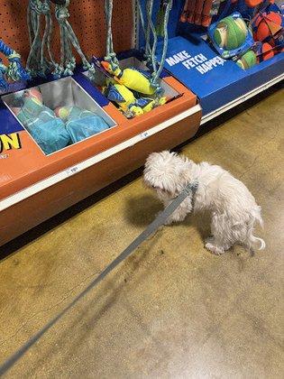 PetSmart Grooming