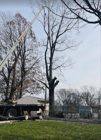 Busy Bee Tree Service Fairfax