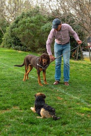Hunt Country Canine