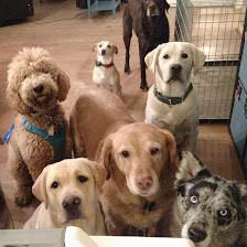 Canine Comforts