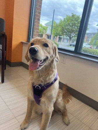 Nova Animal Hospital
