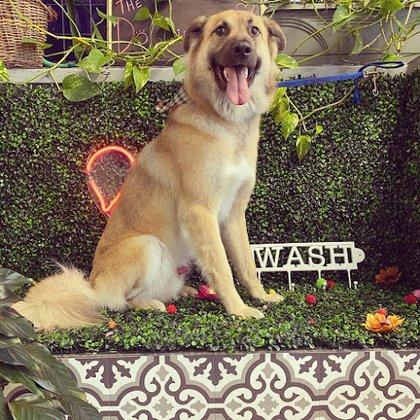 The Doggie Wash