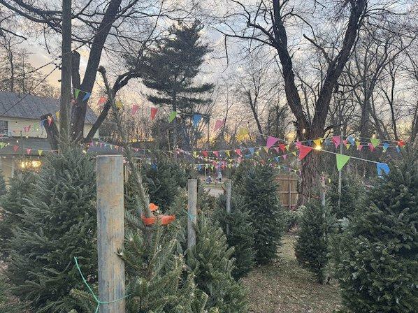 Gerald's Christmas Trees