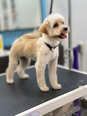 Canine Carousel Pet Supply & Salon
