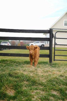 Sterling Hills Farm