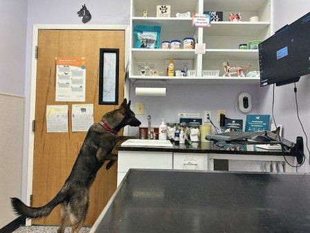 Pender Veterinary Centre - Manassas