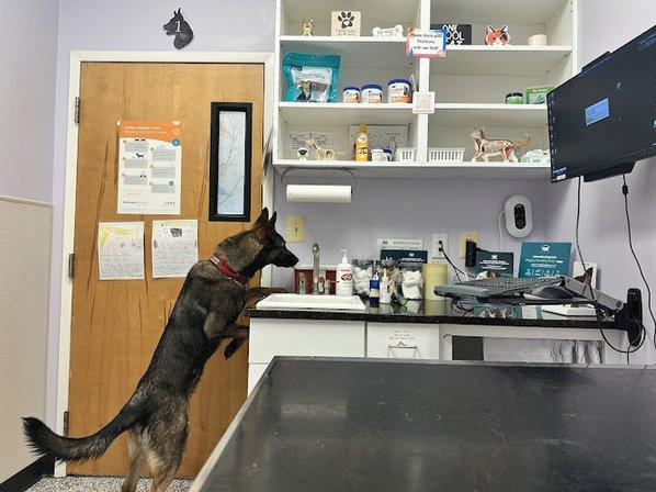Pender Veterinary Centre - Manassas
