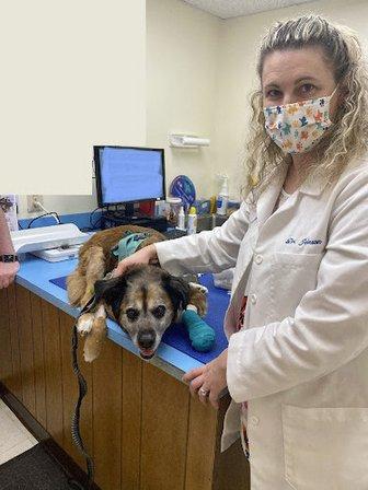 Jermantown Animal Hospital