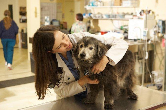 VCA SouthPaws Veterinary Specialists & Emergency Center