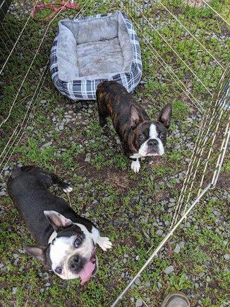 Liberty Hill Pet Resort