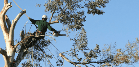Precision Tree Services