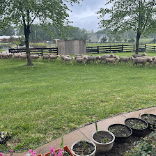 Mena Farm