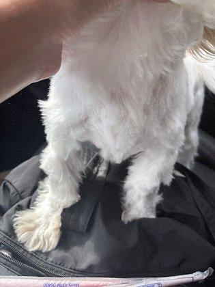 PetSmart Grooming