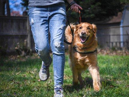 Comeback Dog Training L.L.C.