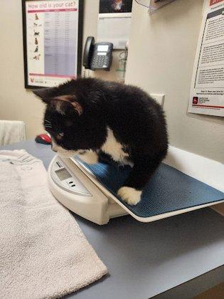 The Cat Hospital of Fairfax Inc