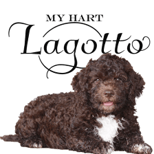 My Hart Lagotto