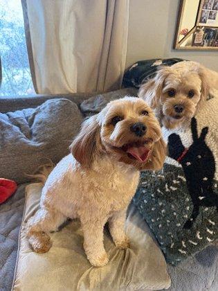 Olde Towne Pet Resort