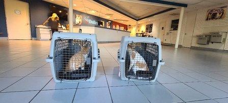 Dulles Pets Hotel & Daycare