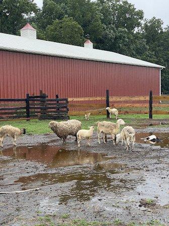 Mena Farm