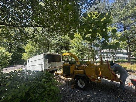 Gálvez Tree Services