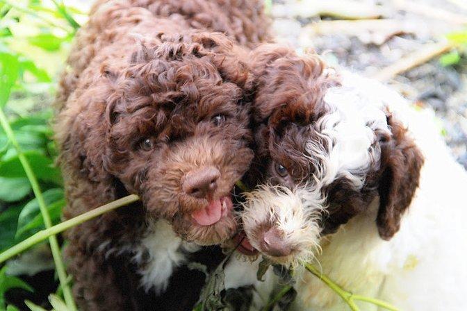 My Hart Lagotto