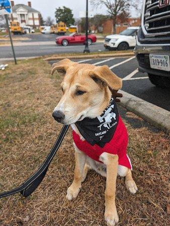 Peace of Mind K9